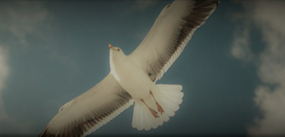 pestbgone bird control