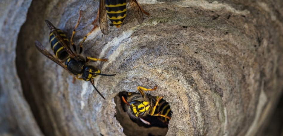 pestbgone wasp nest