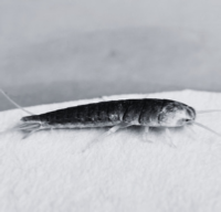 silverfish