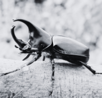 beetle