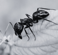 black ant